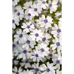 Floks szydlasty 'Bavaria'